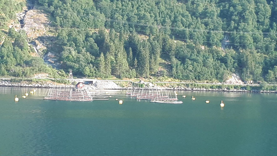 Fischzucht im Hardangerfjord