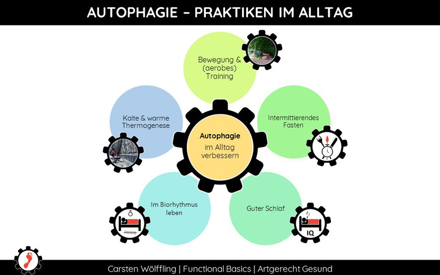 Was aktiviert die Autophagie?
