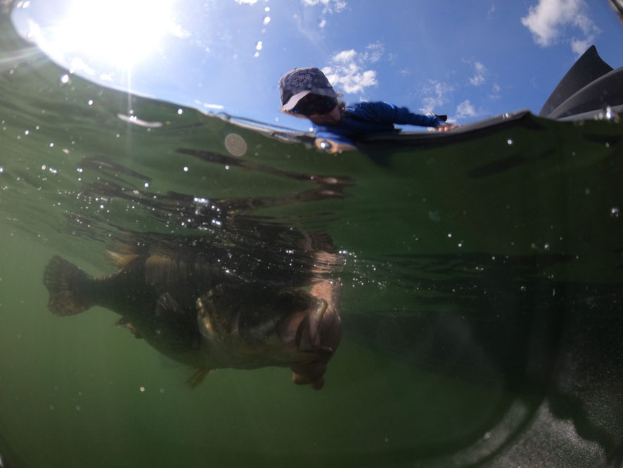 all fish were released safely