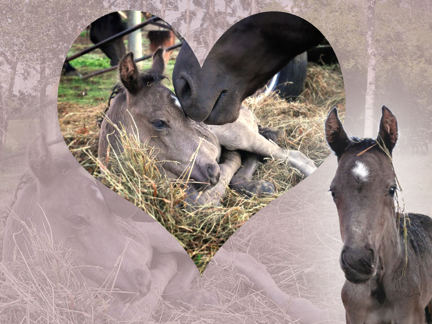 Canadian Hay Ranch - New born foal