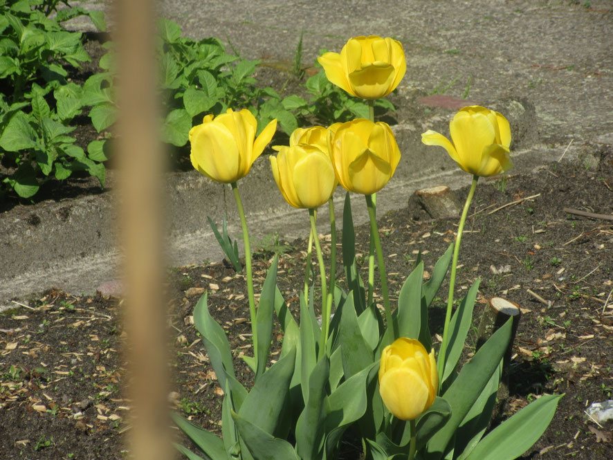 Gelbe Tulpen