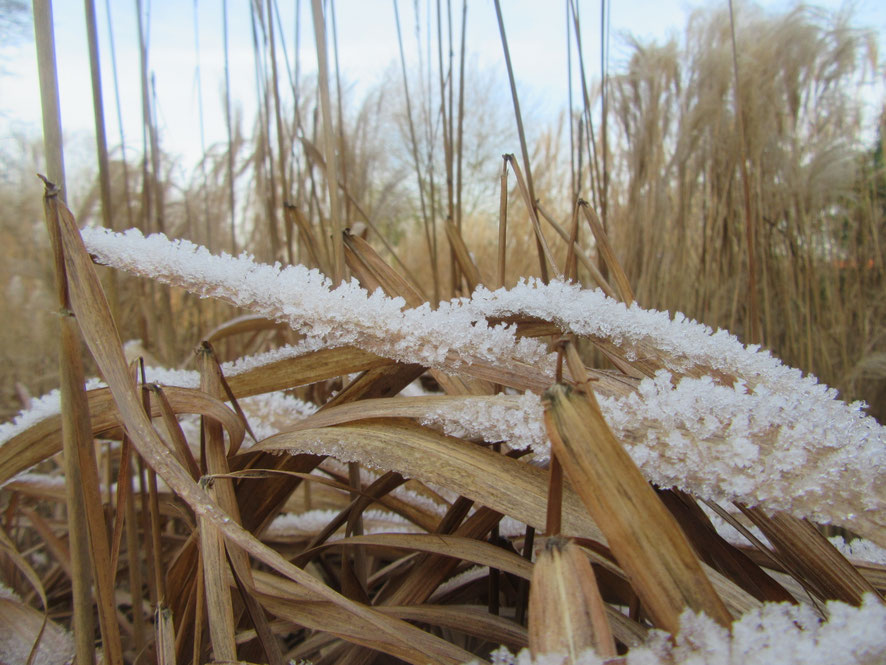 Detailansicht im Winter
