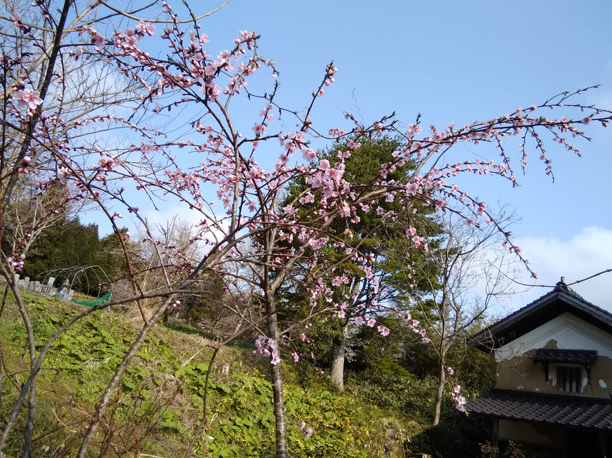 10年以上前に植えた、花モモ。大雪で幹が折れたりしながら、ここまで成長しました！