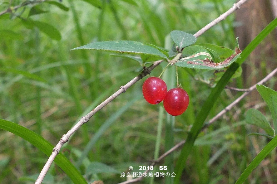 ミヤマウグイスカグラ - 渡良瀬遊水地植物の会