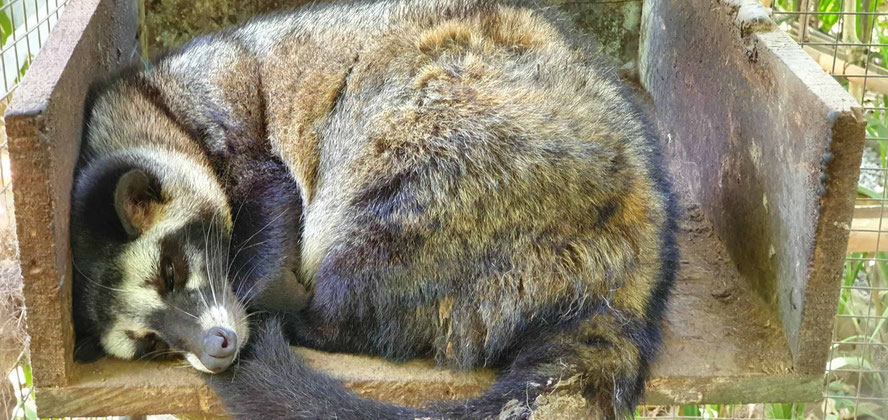 Schleichkatze (Musang)