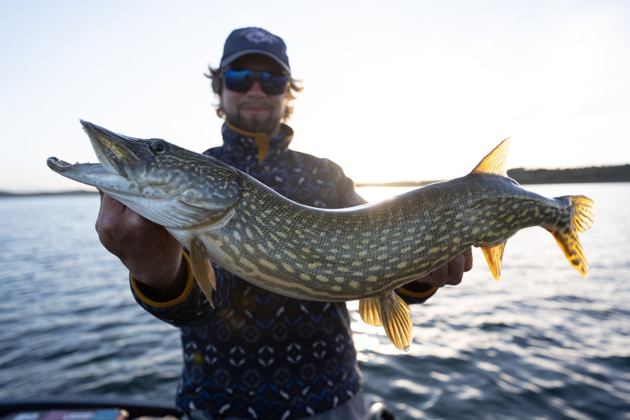 biggest pike I landed, most were even smaller, not really interesting. unfortunately their teeth are perfect to cut off lures, don't even ask...