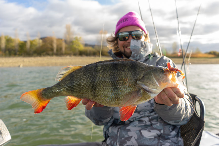 heavy winds wouldn't stop this one here from feeding in shallow waters