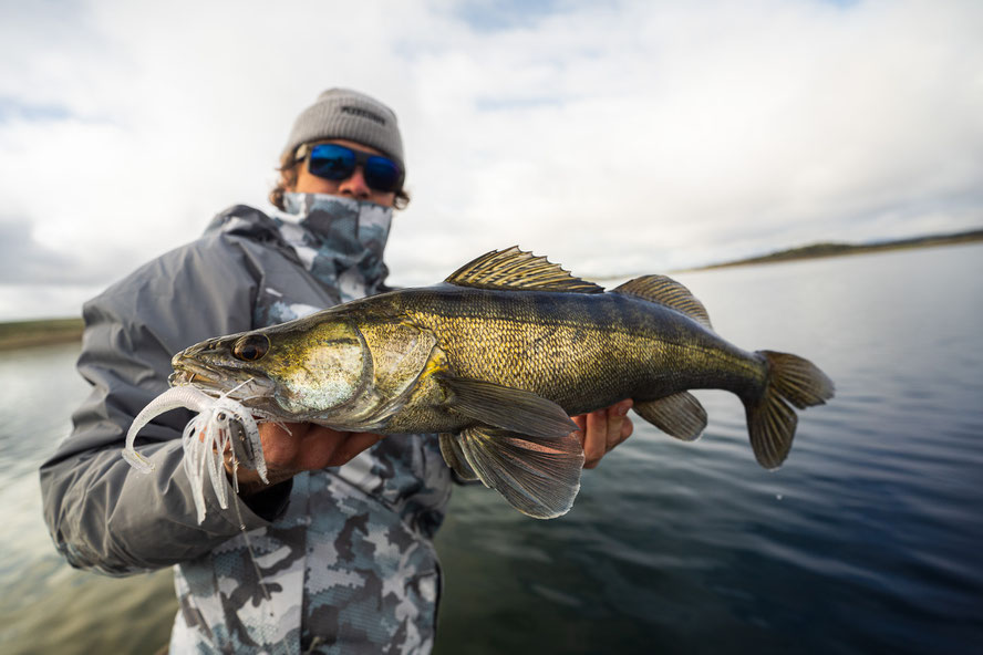 another Zander which ate a Chatterbait meant for a big Bass