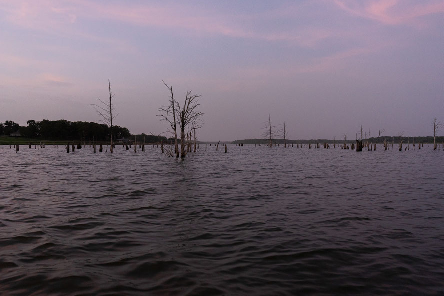 there's trees everywhere in this lake. I wonder how much $$$ in tackle hangs on these trees in the lake...