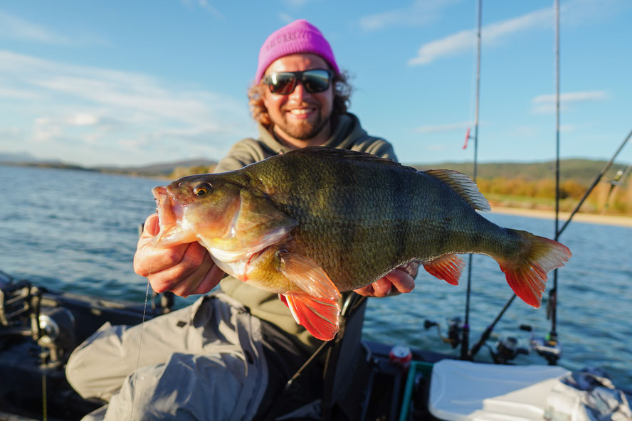 51cm perch shortly before I got my new PB