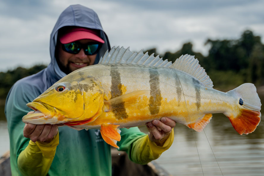 SA-AN - Fascination Peacock Bass - Colombia 2022 - projetbassthumb