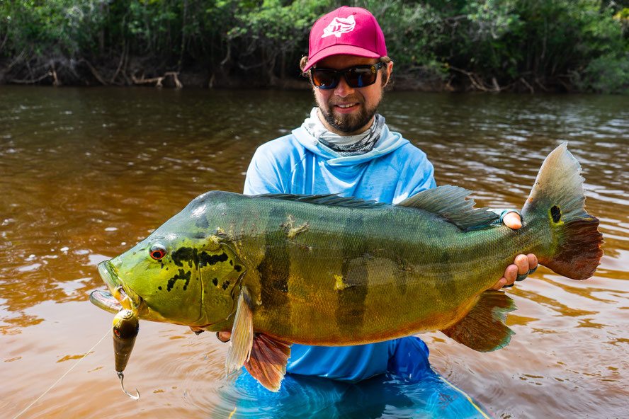 massive Peacock with a beautiful greenish color - perfect ending to the trip for me