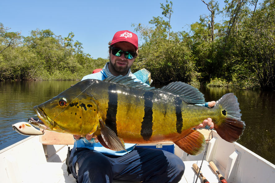 clean, massive Peacock Bass!