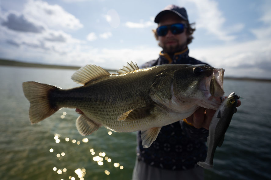 another +2kg Bass on the Swimbait