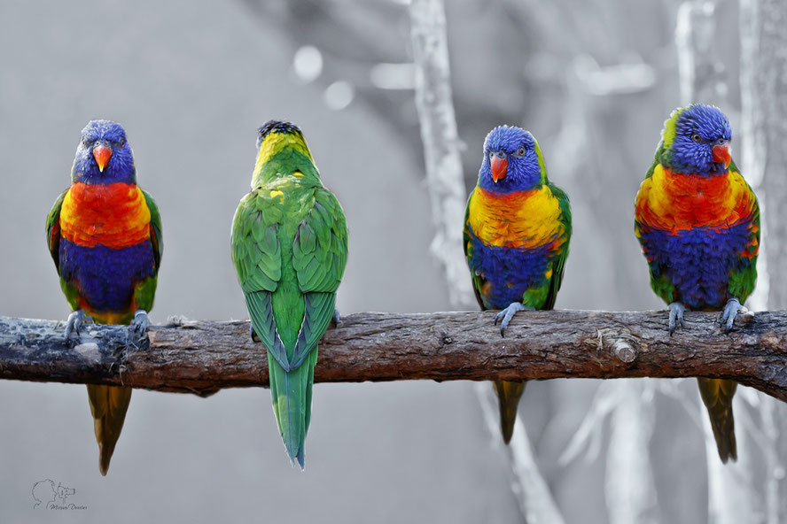 Papageien in allen Farben auf Ast