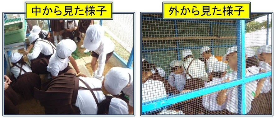 朝の飼育小屋を撮影したスライド
