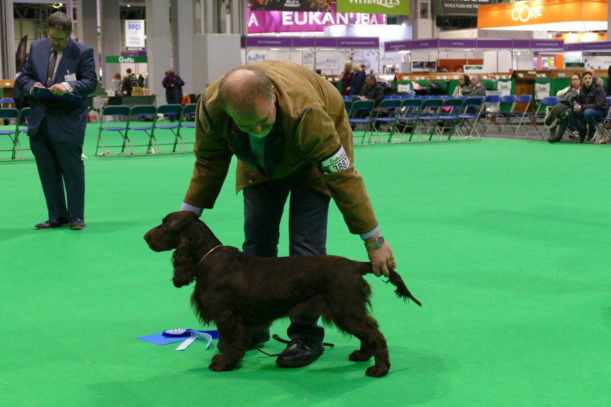 "Noble Alice vom Belauer See", zweiter Platz Junior Class, Crufts 2019, Foto: Ron Crow