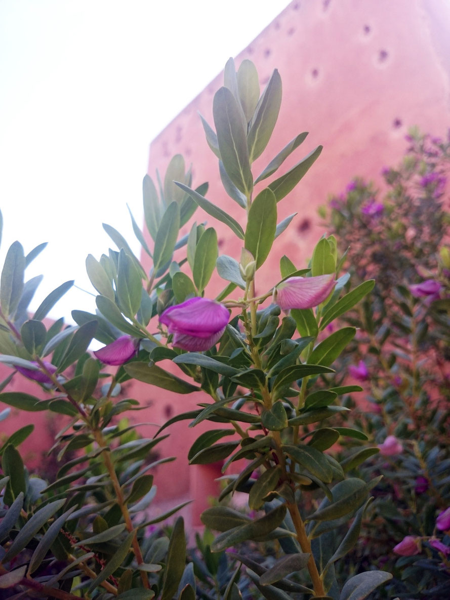 Blick auf die roten Mauern Marrakeschs; davor die Indigo-Planze aus der der strahlend blaue Farbstoff Indigo gewonnen wird. 