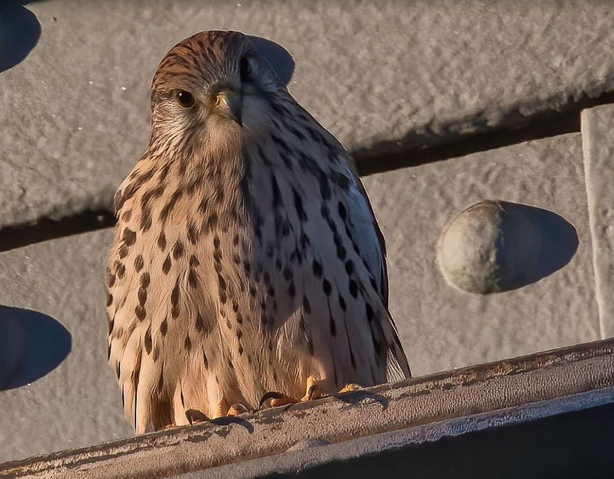 Turmfalke auf Eisenträger der Hochfelder Eisenbahnbrücke, Aufnahme Ralf Forsten