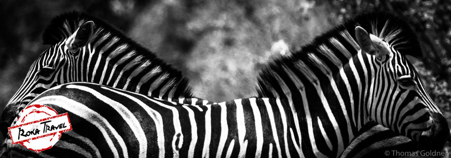 Zebras im Kruger Nationalpark
