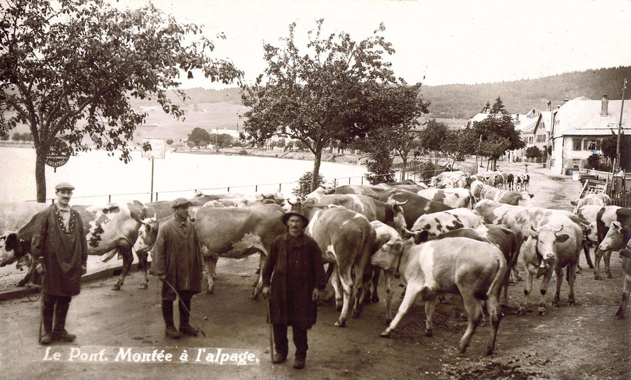 End of May – beginning of June, many herds of cows are run through the village of Le Pont to the mountain pasture