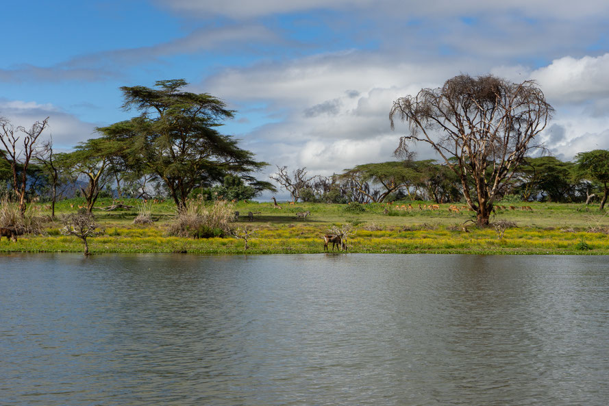 wild animals on lake Naivasha