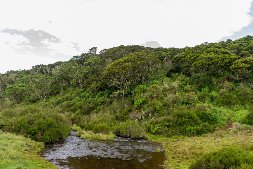 Creek and green flora in Kenya National Park