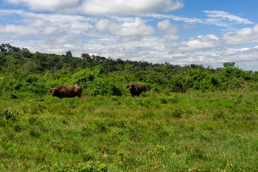 Buffalos in Kenya
