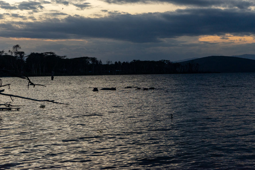 Hippos in Lake Naivasha