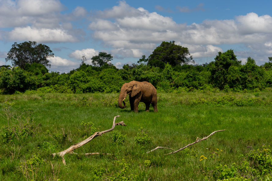 Elephant in Kenya