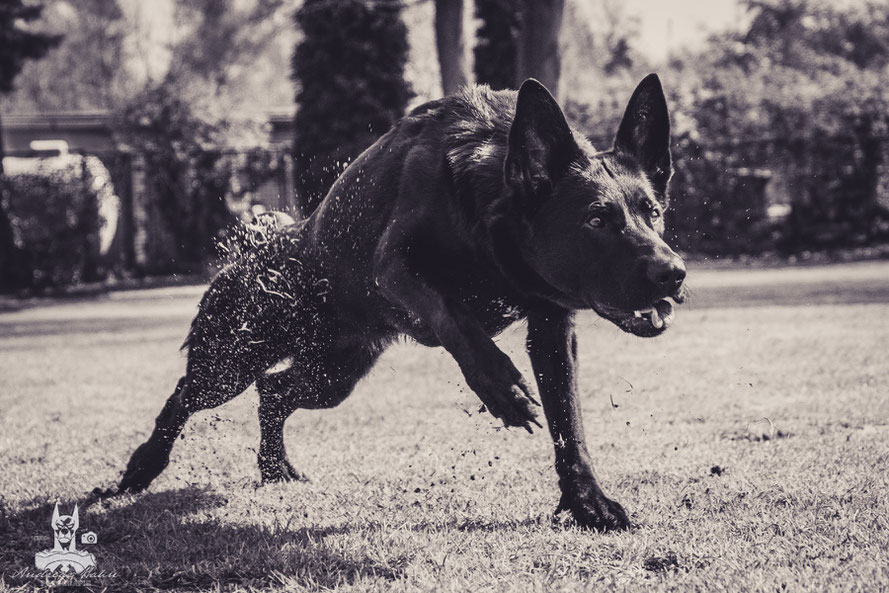 Indra von der Seilschaft, OG Altenessen (April 2019)