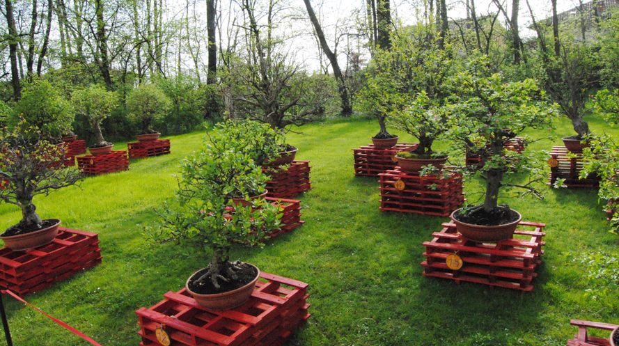 Exhibition of Franco Luigi Carena's bonsai at the castle of Pralormo on the occasion of “Messer Tulipano 2017”