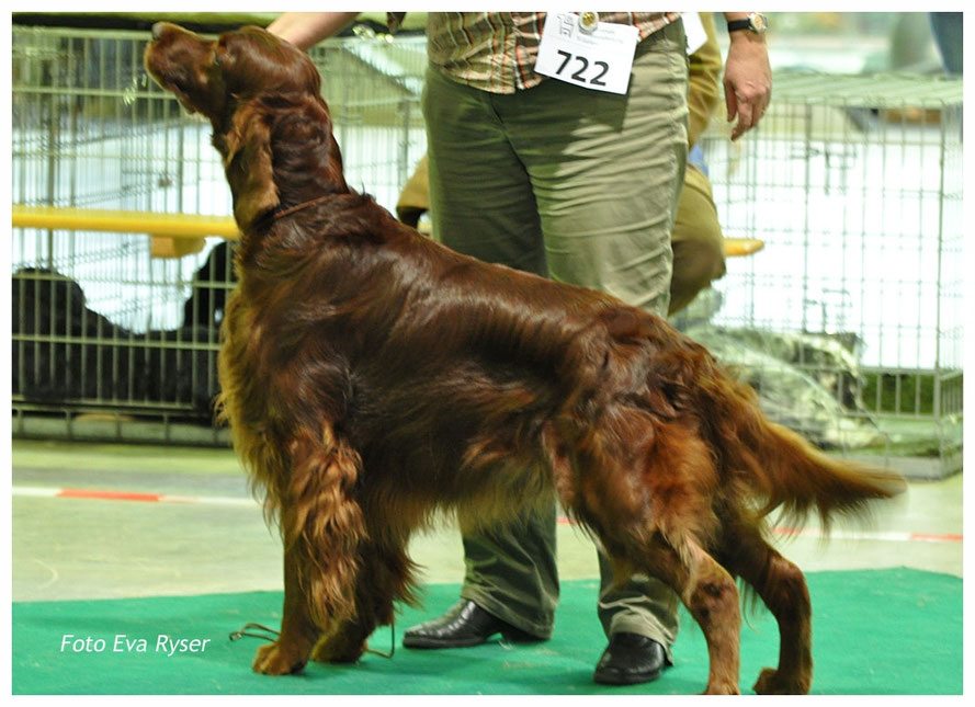 Dillan, Best of Breed St. Gallen 2013   Foto: Eva Ryser