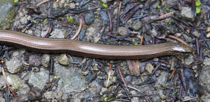 Die Blindschleiche ist nicht blind, sie ist auch keine Schlange, sie ist eine Schleiche.