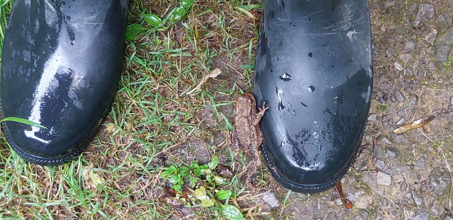 Sie hat die Trockenheit überlebt. Sogar hier im Naturwald ist sie in Gefahr auf den Wegen durch Biker.