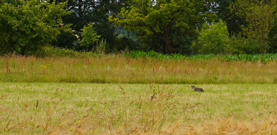 Ein Langenfelder Hauskater bei der Jagd