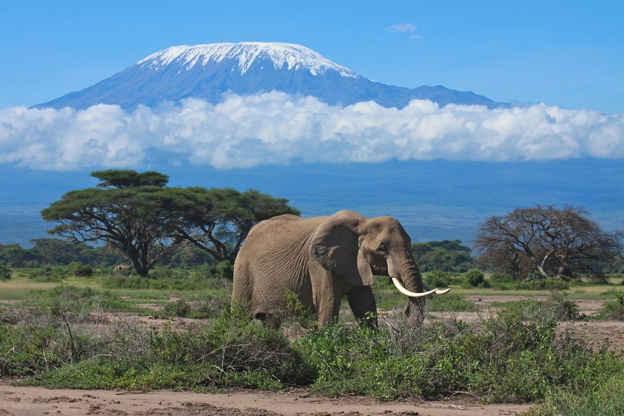 Les neiges éternelles du Kilimandjaro, le plus haut sommet d'Afrique, situé en Tanzanie, sont menacées par le réchauffement climatique. Elles mettent en danger l'approvisionnement en eau des populations humaines et animales alentours. 