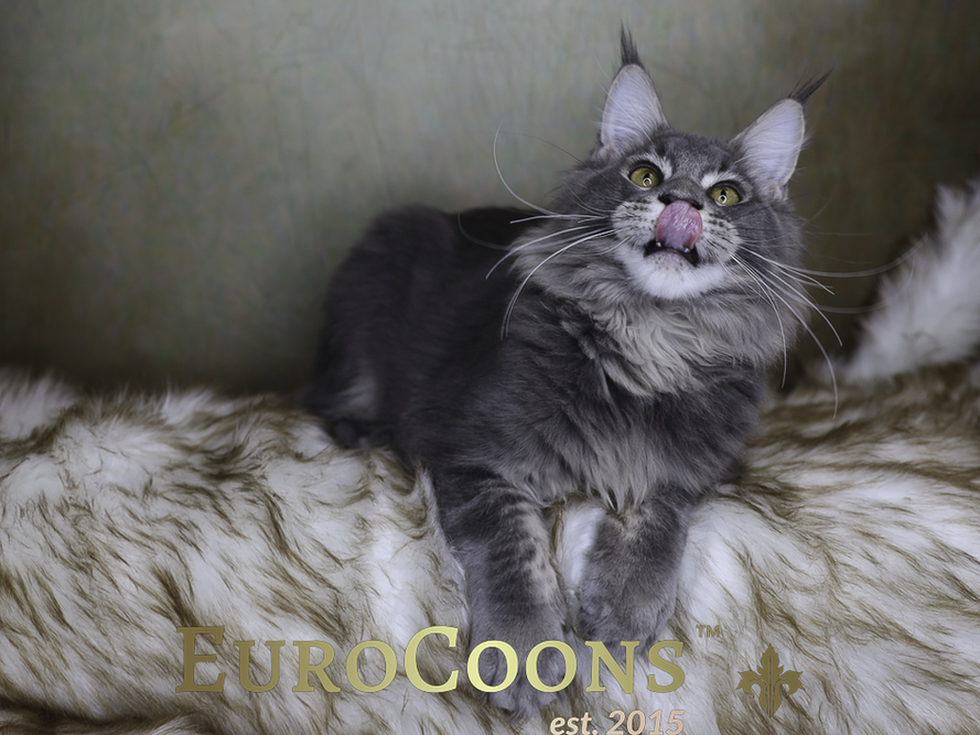 Maine Coon Cats For Sale | Maine Coon Kittens For Sale