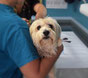 Un petit chien blanc tenu par un vétérinaire par coach canin 16 educateur canin en charente