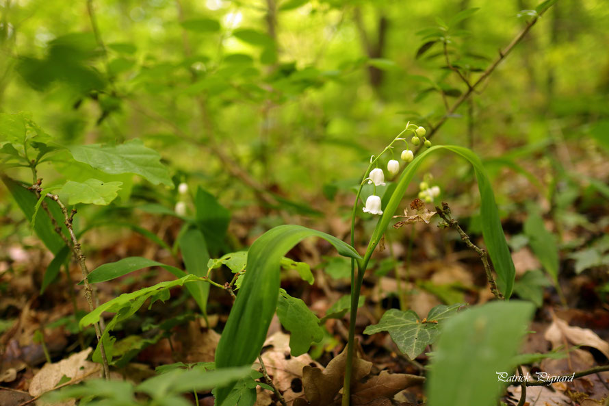 Le muguet est une fleur qui survit à l'hiver