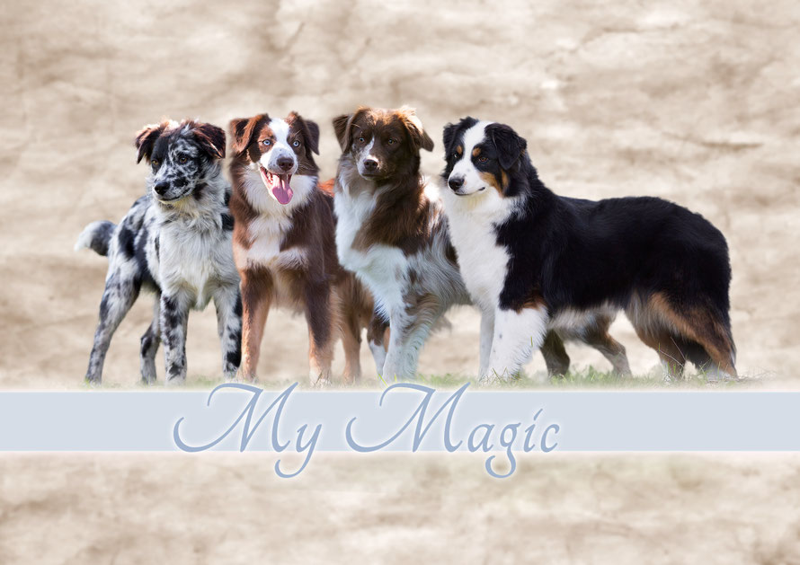 My Magic Miniature American Shepherd