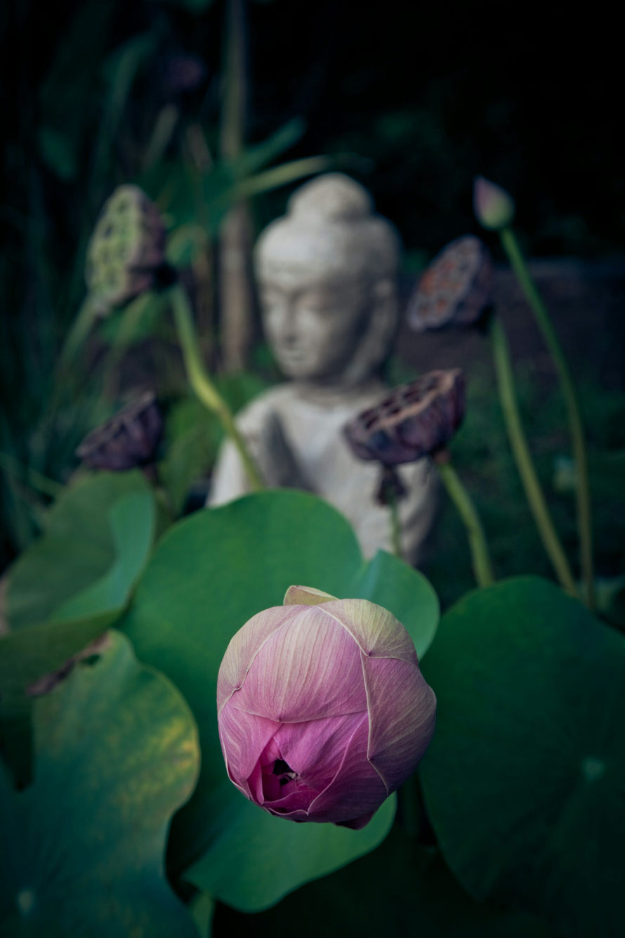 Lotosblüte und Buddha - ein Zeichen für Frieden und Harmonie. Meditation in Zürich Oerlikon.
