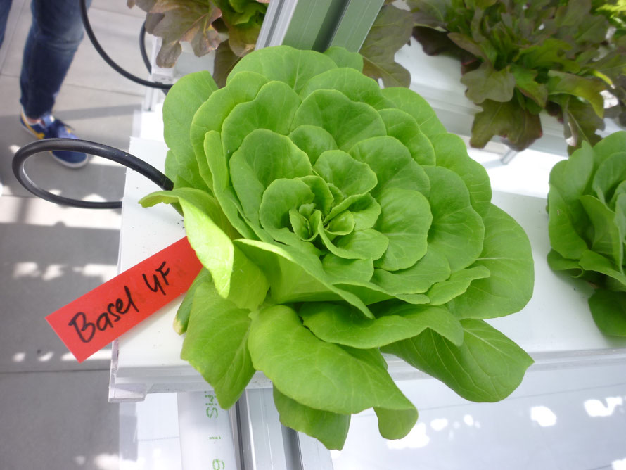 Urban Farmers in Basel © Bellone Franchise Consulting GmbH