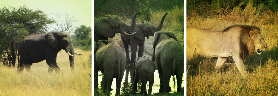 Jafuta Foundation - Community - Human / Wildlife conflict resolution - Zimbabwe