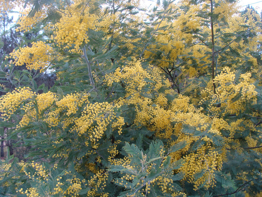 Mimosas, nombreux dans les environs (photo prise en février)