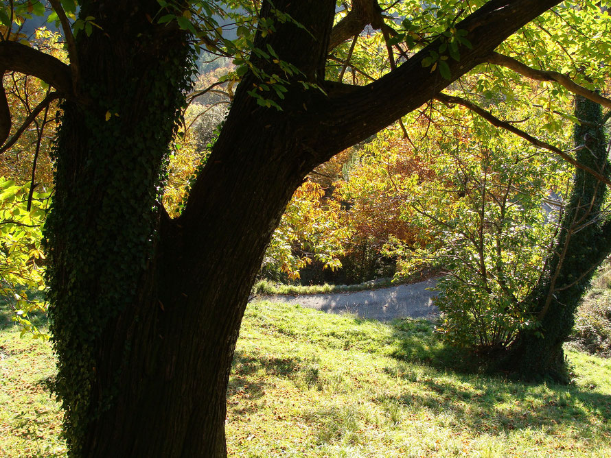 Châtaigniers en automne (Saint-André-Lachamp à 15 km. du gîte)