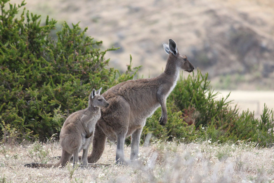 Australian Wildlife on Swiss Down Under / Australia