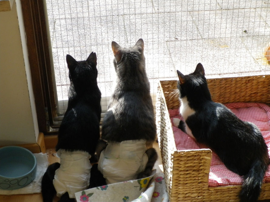 Windeln, ja - nein? - Katze gelähmt - und nun?