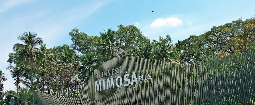 Mimosa Sign, Green Trees and Bird in Flight, Clark Freeport Philippines