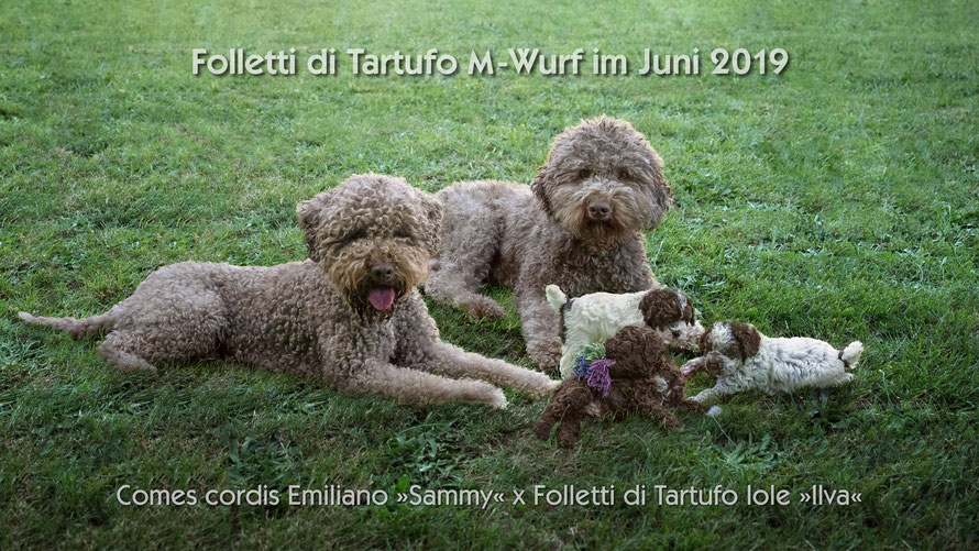 Familienphoto Comes cordis Emiliano »Sammy«  x  Folletti di Tartufo Iole »Ilva«